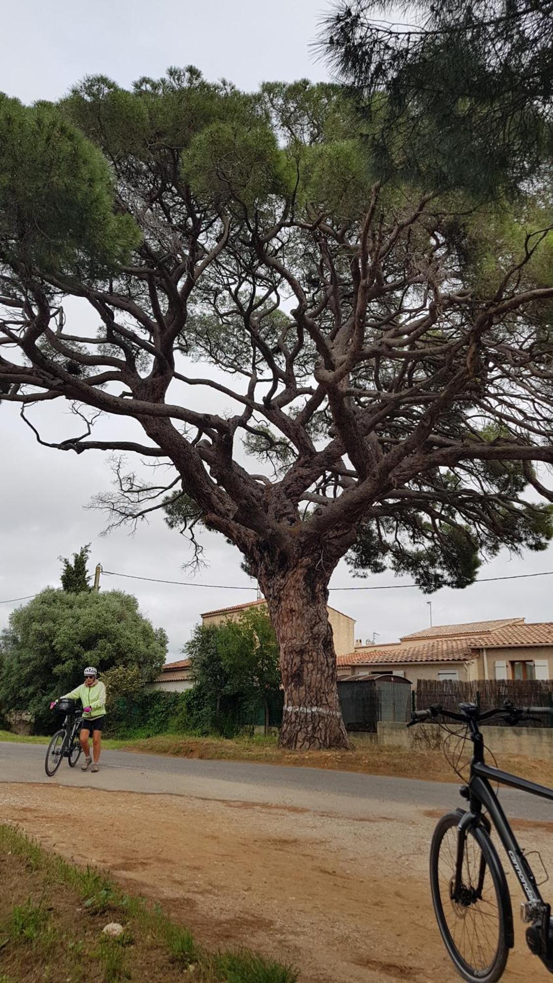 Appartement Rez De Jardin T3 Recent Et Calme Au Nouvelles Terres A La Londe Les Maures Extérieur photo